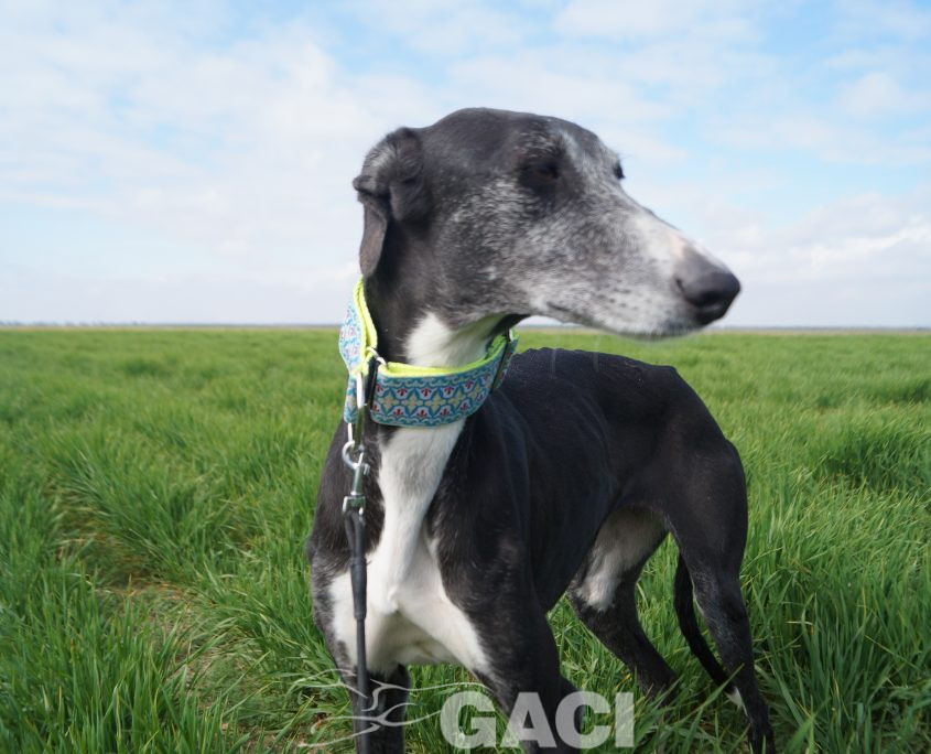 ¨GUITARRA NUEVAS FOTOS (4)