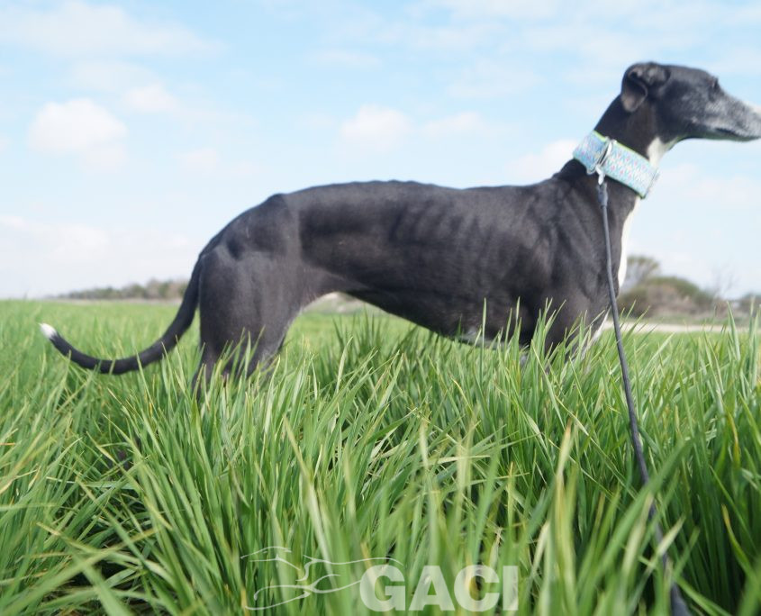 ¨GUITARRA NUEVAS FOTOS (8)