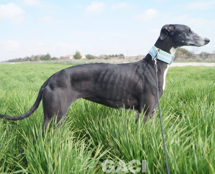 ¨GUITARRA NUEVAS FOTOS (9)