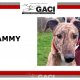 SAMMY-greyhound-06-03-2017-M (10)