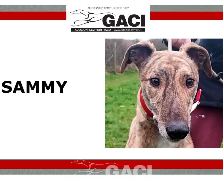 SAMMY-greyhound-06-03-2017-M (10)