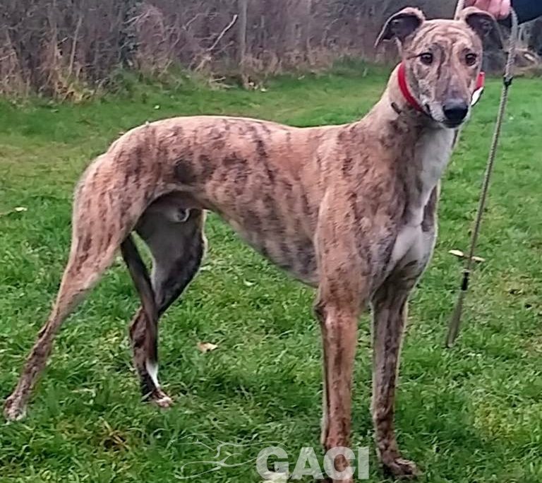 SAMMY-greyhound-06-03-2017-M (3)