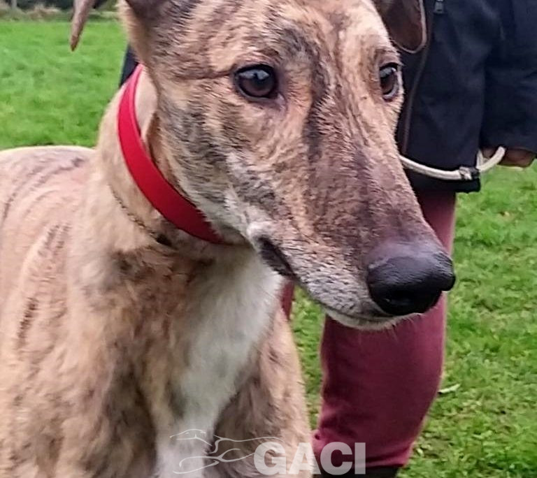 SAMMY-greyhound-06-03-2017-M (5)