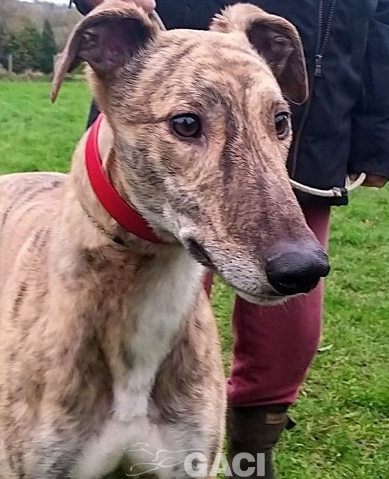 SAMMY-greyhound-06-03-2017-M (5) - Copia
