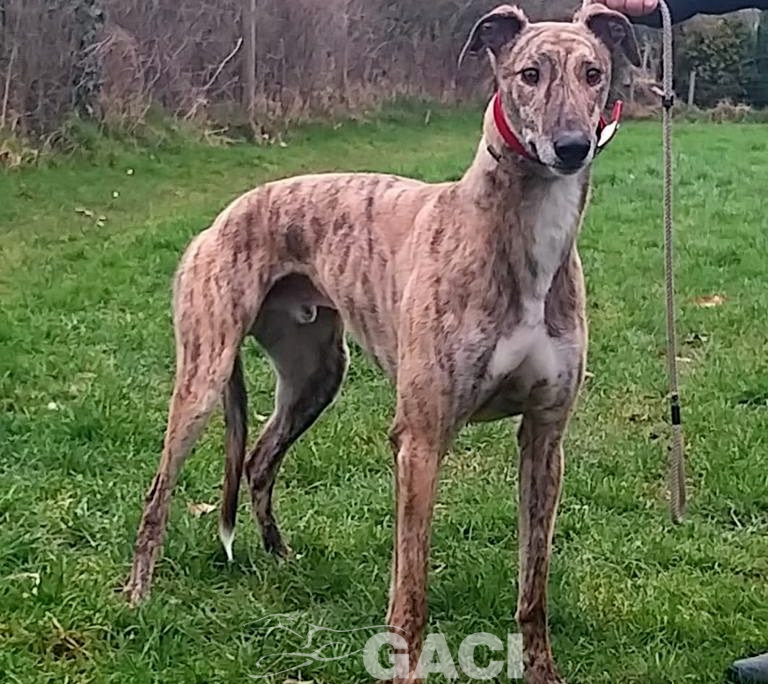 SAMMY-greyhound-06-03-2017-M (6)