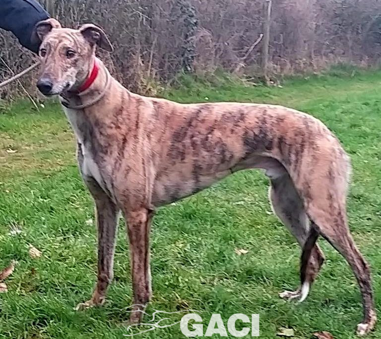 SAMMY-greyhound-06-03-2017-M (7)