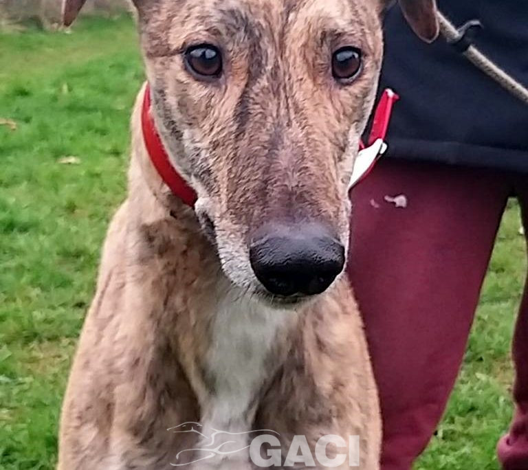 SAMMY-greyhound-06-03-2017-M (8)