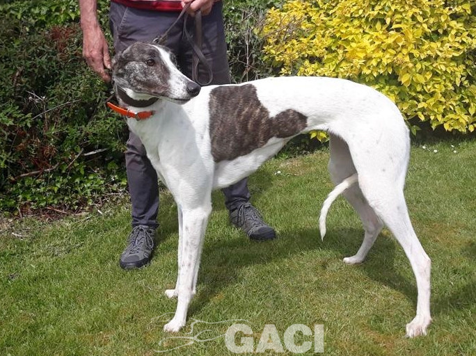 BEATRIX-greyhound-(F) (1)