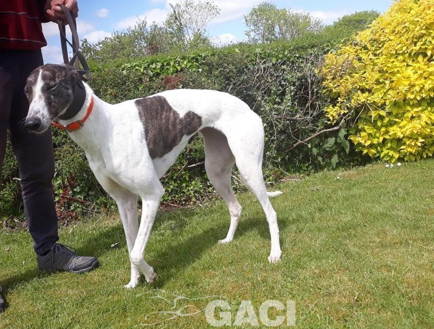 BEATRIX-greyhound-(F) (10)