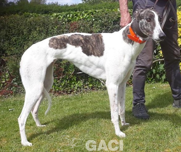 BEATRIX-greyhound-(F) (2)