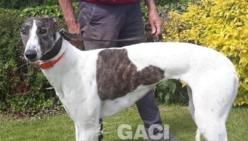 BEATRIX-greyhound-(F) (3)