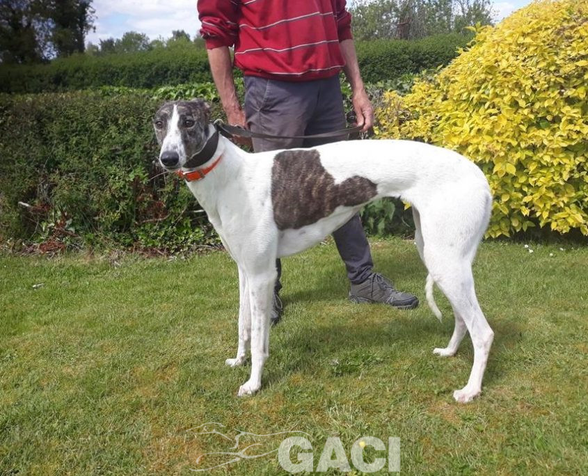 BEATRIX-greyhound-(F) (4)