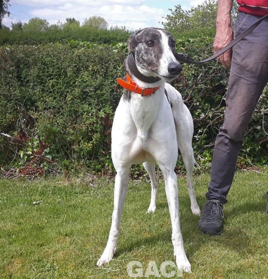 BEATRIX-greyhound-(F) (5)