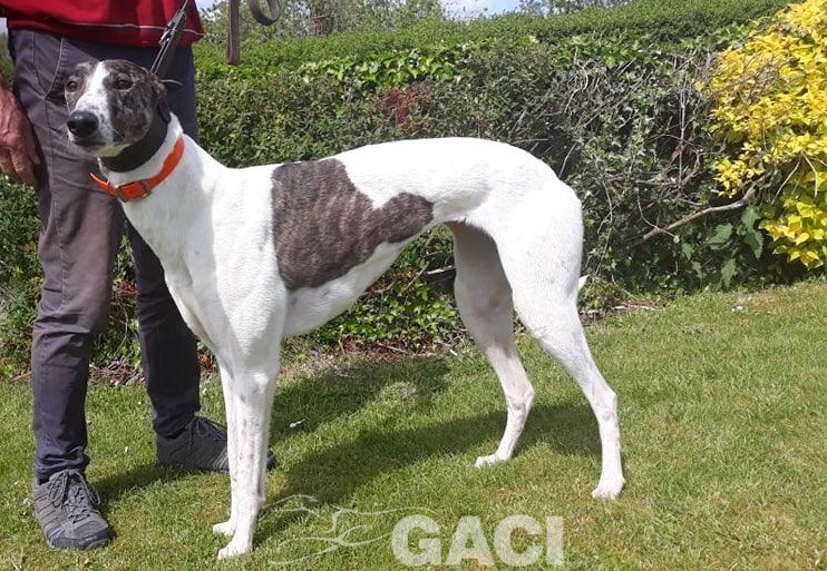 BEATRIX-greyhound-(F) (6)