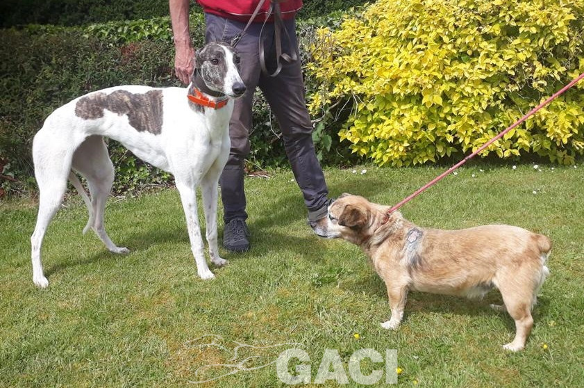 BEATRIX-greyhound-(F) (7)