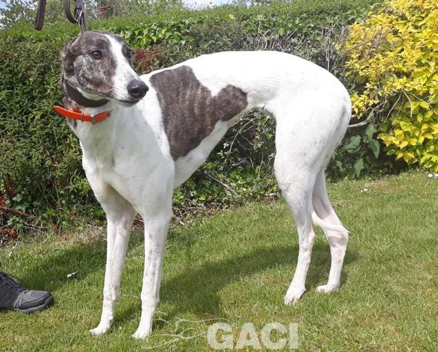 BEATRIX-greyhound-(F) (9)