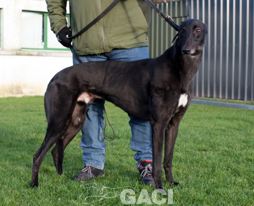 MIKEY-greyhound 07-11-2013- M (2)