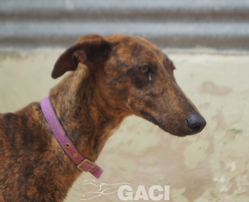 P200422_01 TELMA H1 (1)