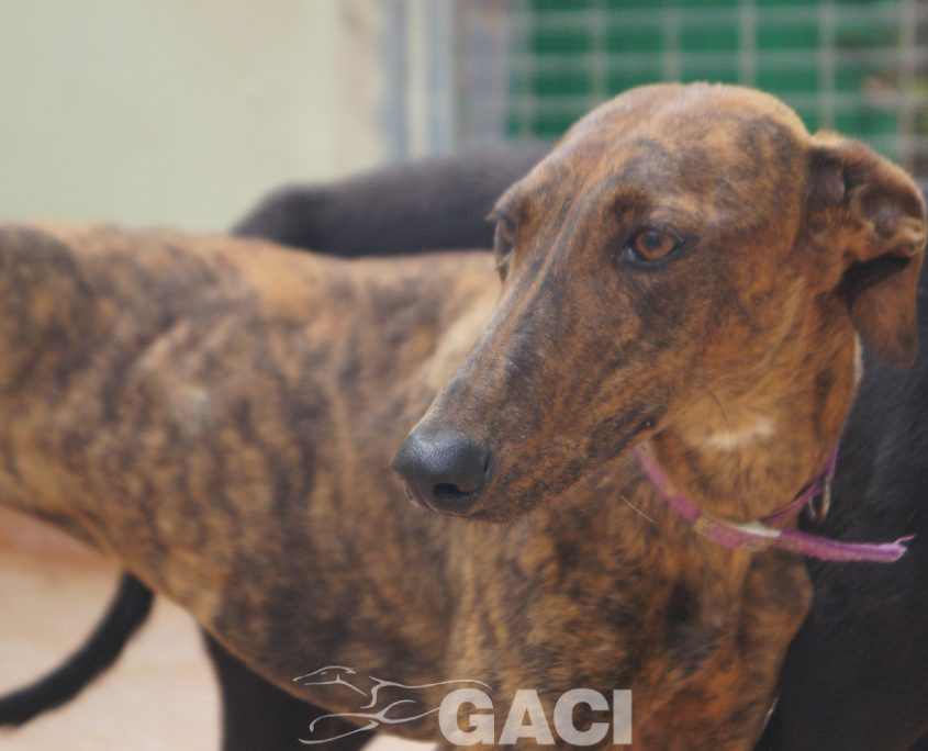 P200422_01 TELMA H1 (3)