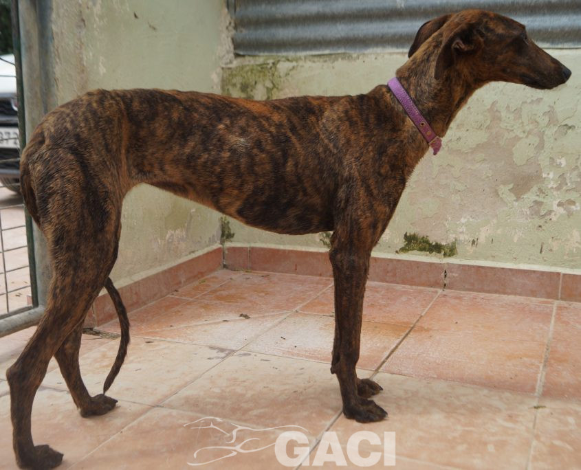 P200422_01 TELMA H1 (5)