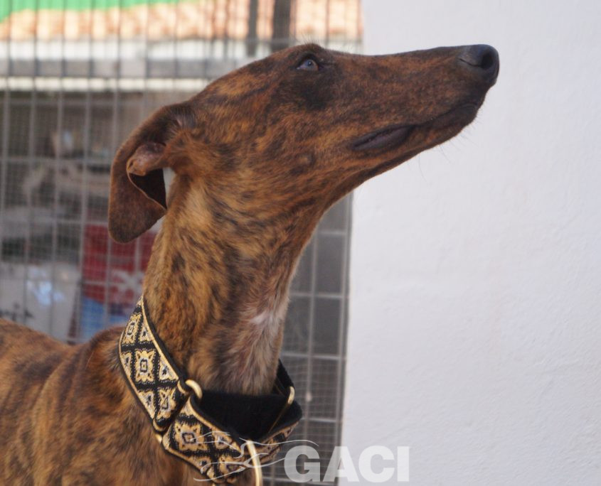 TELMA NUEVAS FOTOS (7)