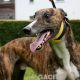 BOBBY-Greyhound - M (1)