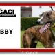 BOBBY-Greyhound - M (11)