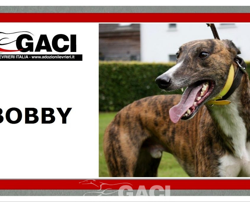 BOBBY-Greyhound - M (11)