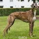 BOBBY-Greyhound - M (3)