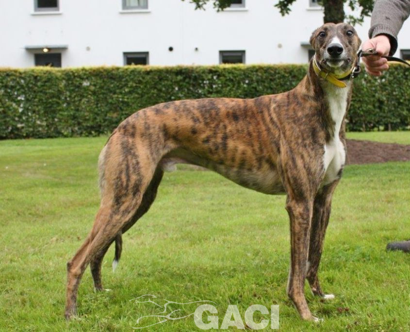BOBBY-Greyhound - M (3)