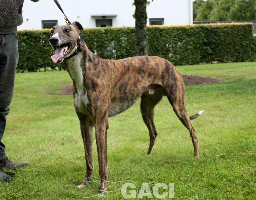 BOBBY-Greyhound - M (6)