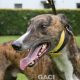 BOBBY-Greyhound - M (8)