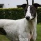 GUINEFORT-greyhound -M (1)