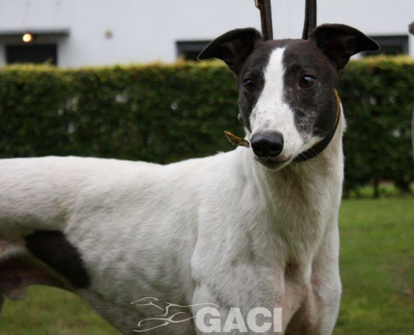 GUINEFORT-greyhound -M (1)
