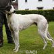 GUINEFORT-greyhound -M (10)