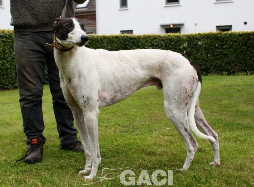 GUINEFORT-greyhound -M (10)