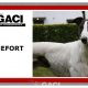 GUINEFORT-greyhound -M (11)