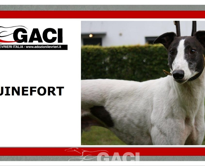 GUINEFORT-greyhound -M (11)