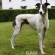 GUINEFORT-greyhound -M (2)