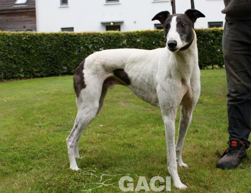 GUINEFORT-greyhound -M (2)