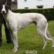 GUINEFORT-greyhound -M (3)