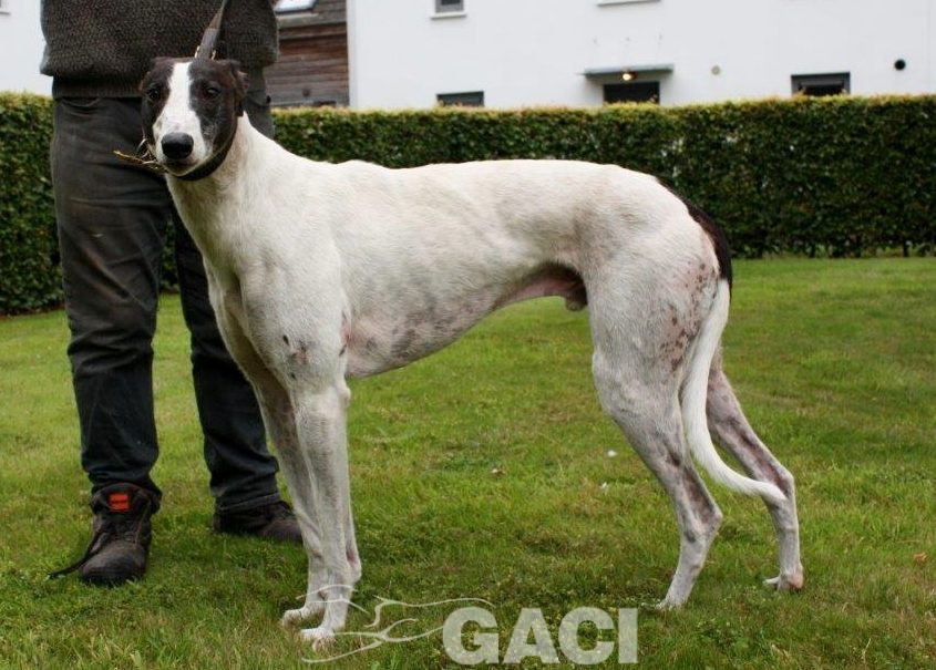 GUINEFORT-greyhound -M (3)