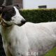 GUINEFORT-greyhound -M (4)