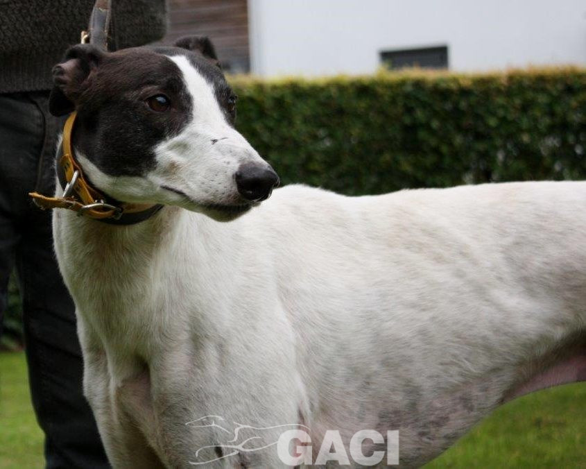 GUINEFORT-greyhound -M (4)