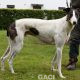 GUINEFORT-greyhound -M (5)