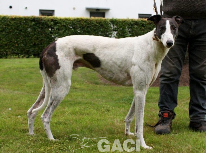 GUINEFORT-greyhound -M (5)
