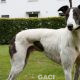 GUINEFORT-greyhound -M (6)