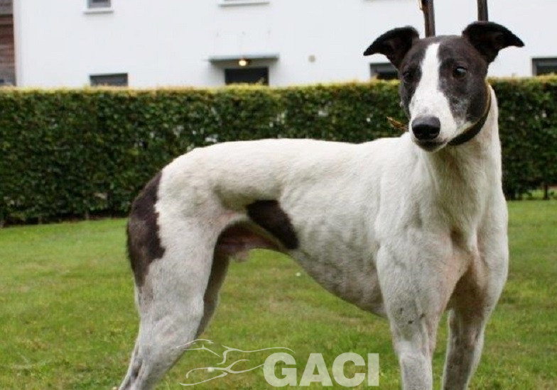 GUINEFORT-greyhound -M (6)