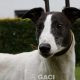 GUINEFORT-greyhound -M (7)