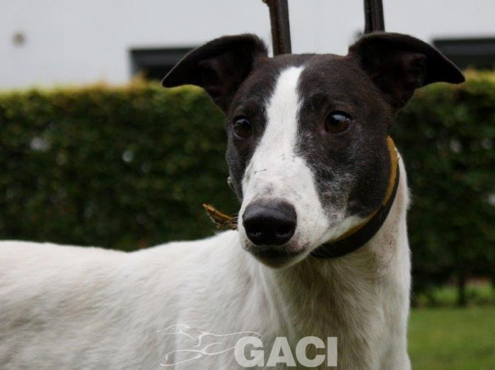 GUINEFORT-greyhound -M (7)